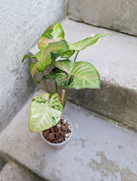 Syngonium Confetti Tricolor