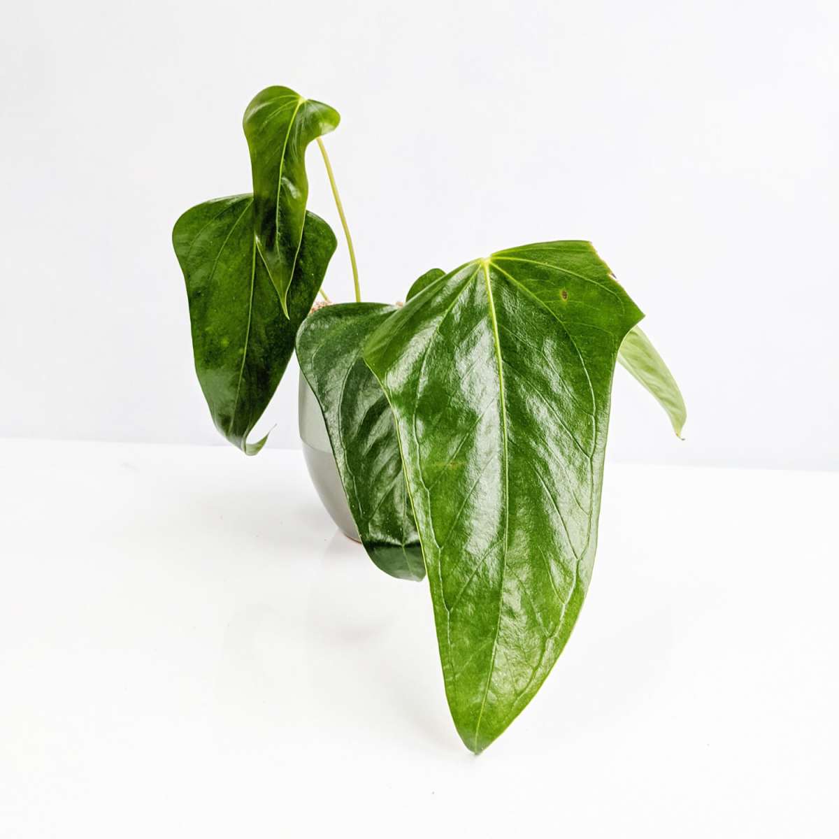 Anthurium Subsignatum x RVDP 分け株 Anthurium Subsignatum x RVDP 分け株 - メルカリ