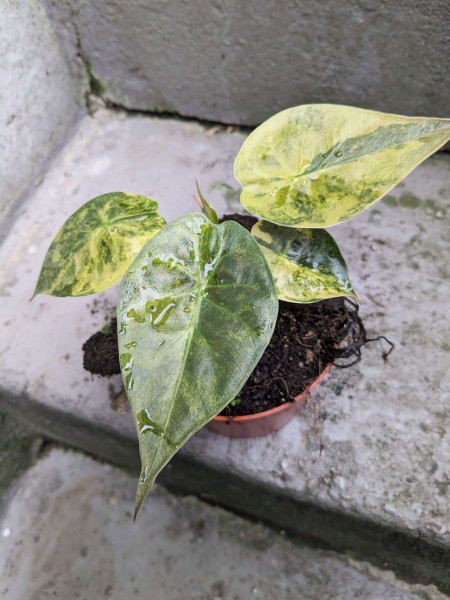 Alocasia wentii aurea variegata - C