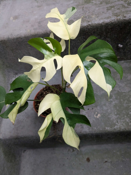 Rhaphidophora tetrasperma variegata 'half moon' - C