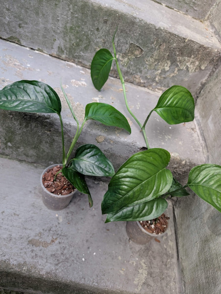 Monstera obliqua amazonica aff