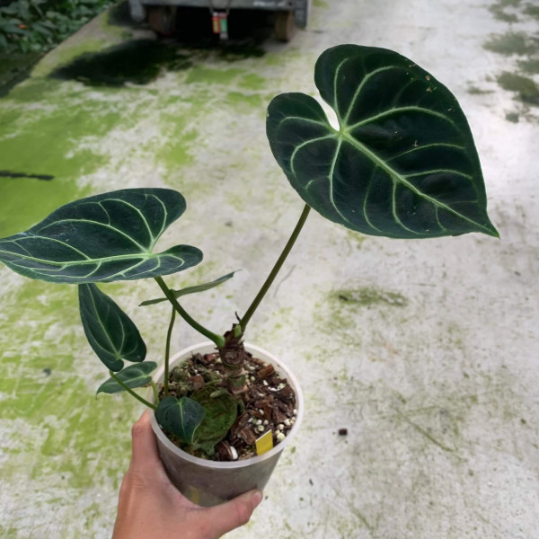 Anthurium regale - Babyplant