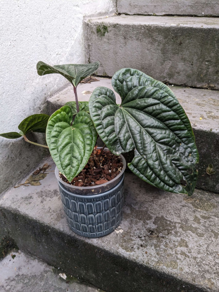 Anthurium radicans x luxurians - big