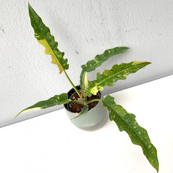 Philodendron Ring of Fire narrow variegata - A