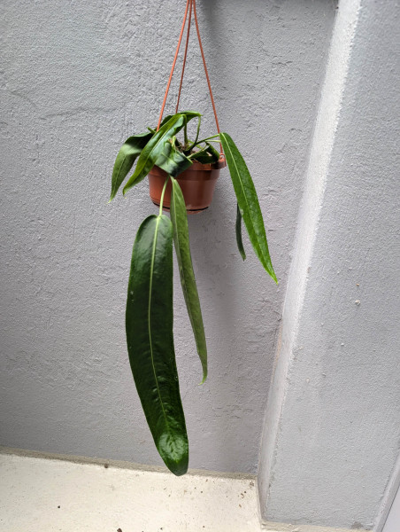 Anthurium pallidiflorum - A