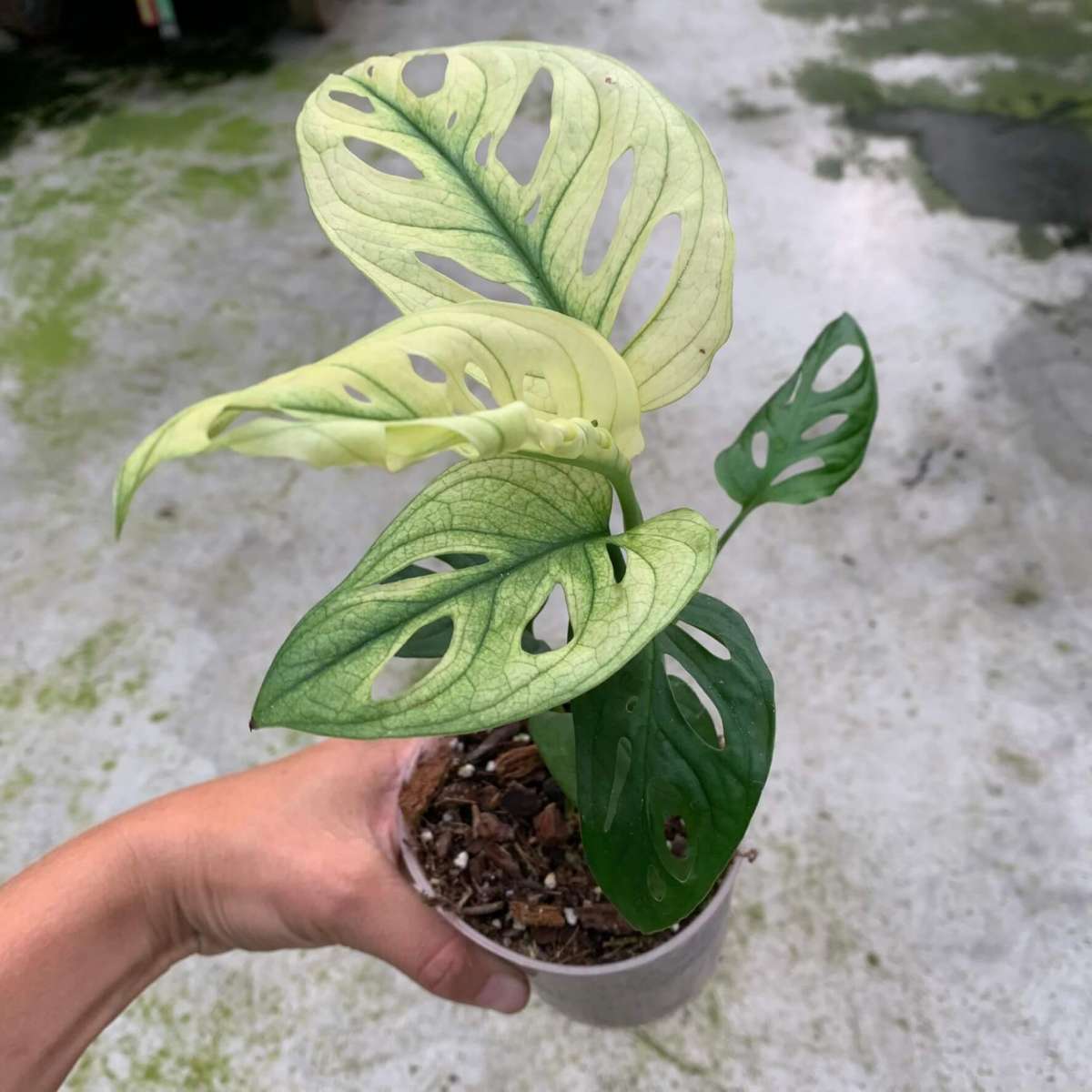 Monstera adansonii swedish ghost A variegated Plants Plants We Love Aroids