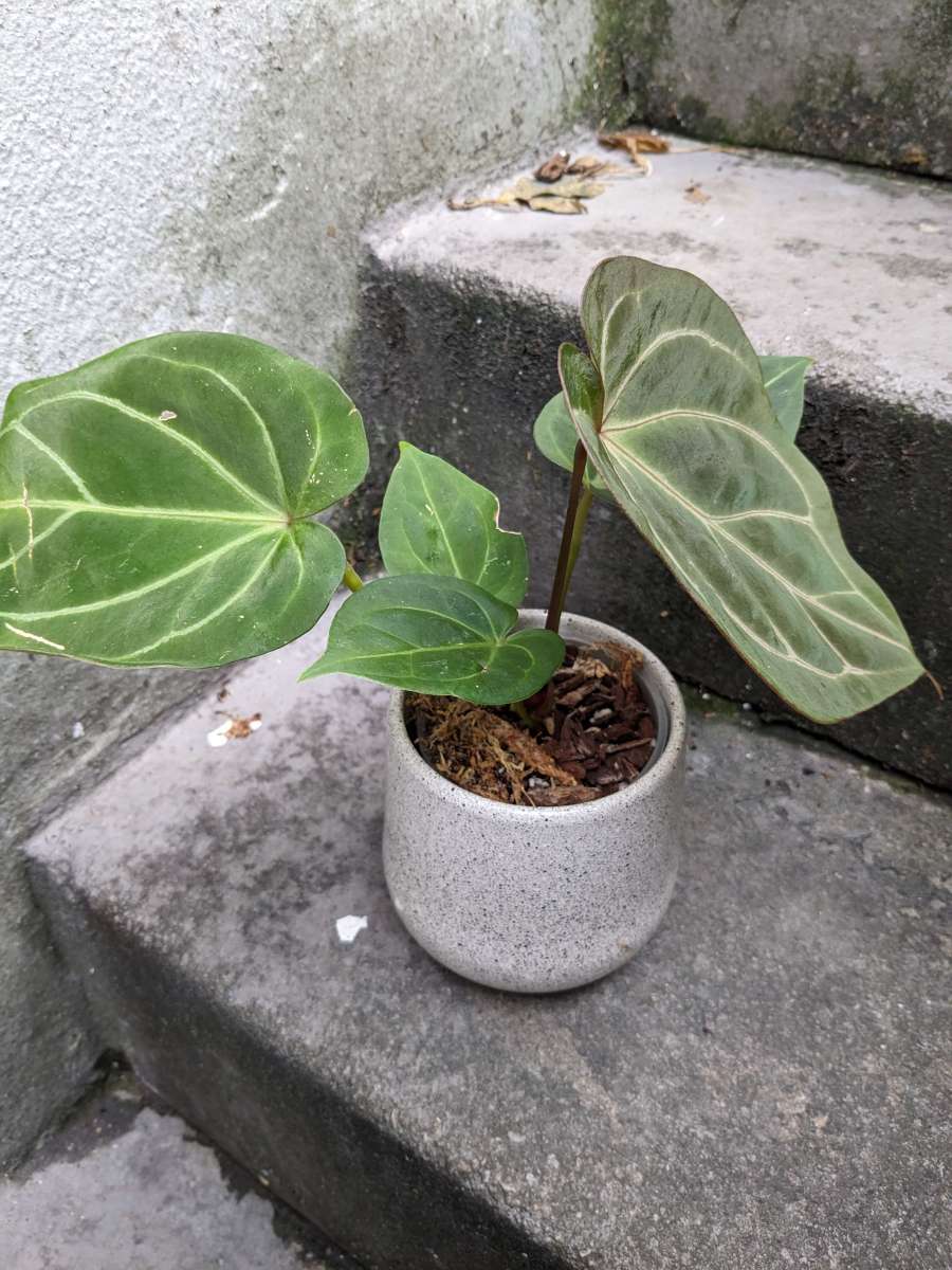 Anthurium King of Spades HU | Anthurium | Plants | We Love Aroids