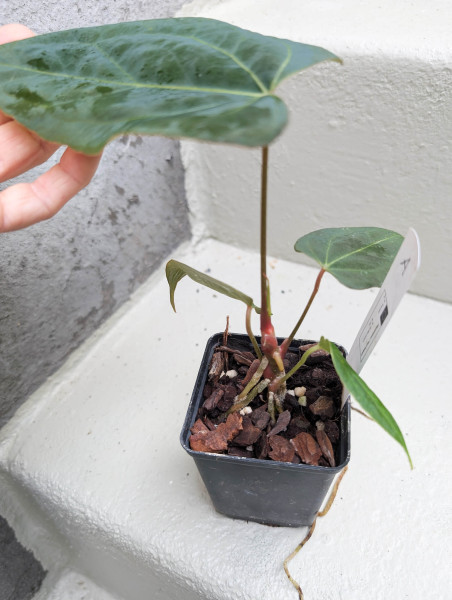 Anthurium Black Sweet self x Red Spider - selected plant A