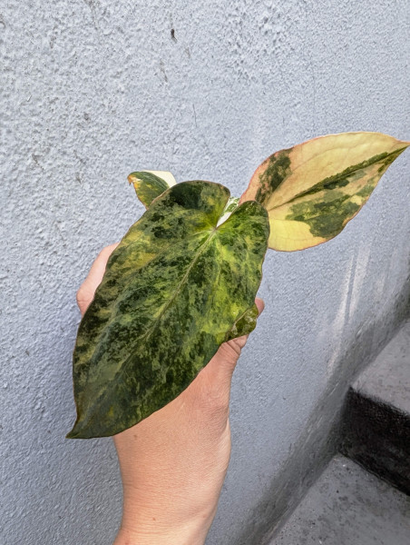 Anthurium papillilaminum variegata x antolakii / BVEP - A