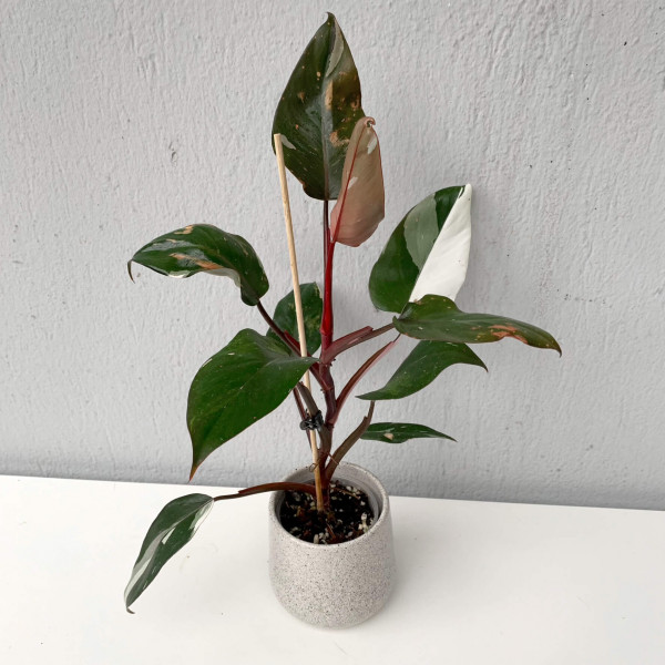 Philodendron Red Anderson variegata - A