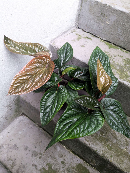 Anthurium radicans x luxurians