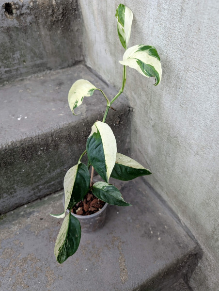 Monstera laniata variegata - B