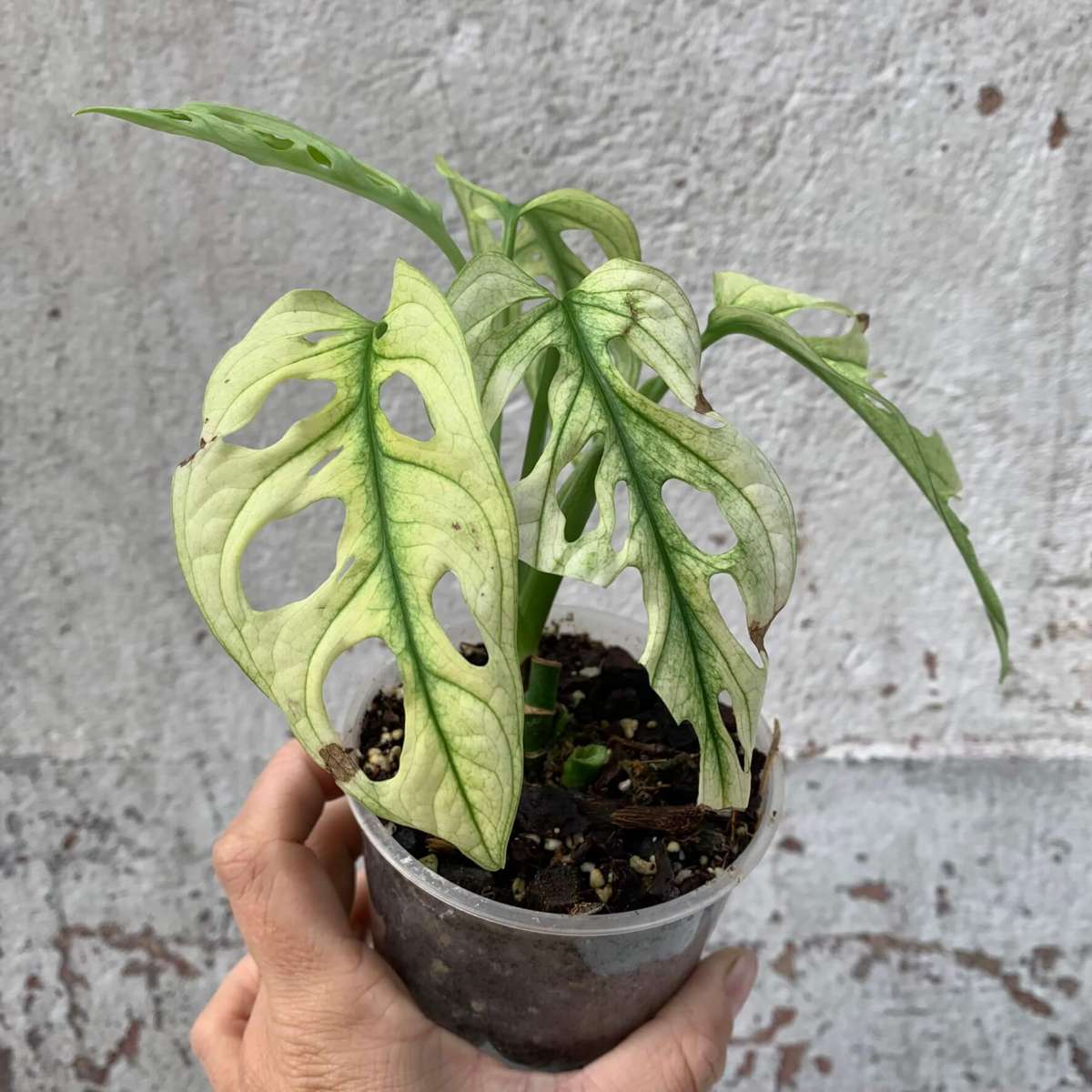 Monstera adansonii „swedish ghost“ D1 variegated Plants Plants We Love Aroids