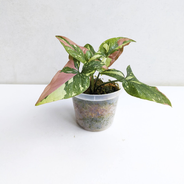 Syngonium Red Sport Tricolor