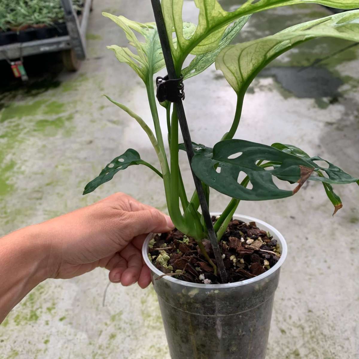 Monstera adansonii swedish ghost C variegated Plants Plants We Love Aroids