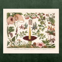 Botanical vintage print „AMORPHOPHALLUS“ 50x60cm