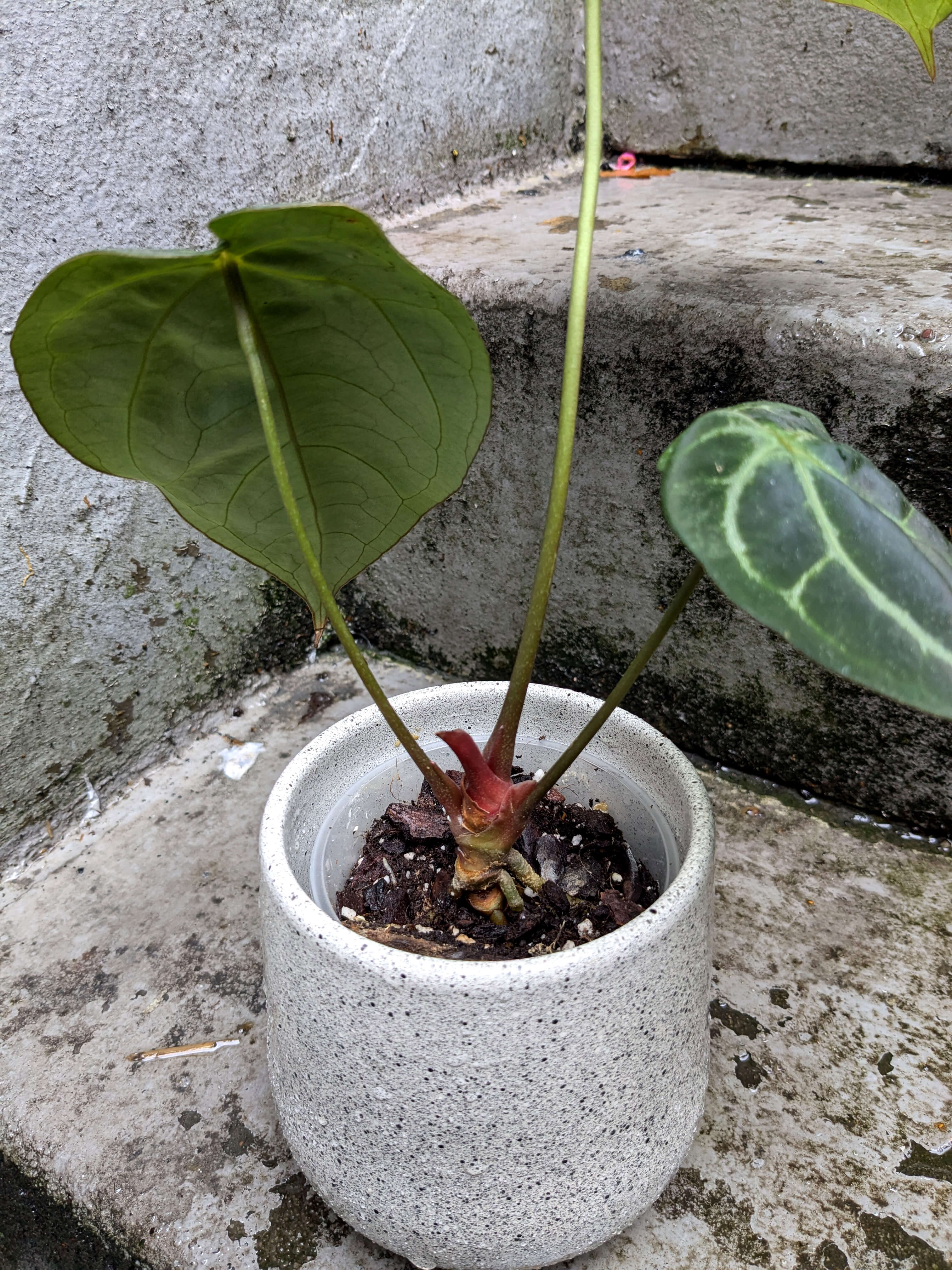 Anthurium Red Gunsal | Anthurium | Plants | We Love Aroids