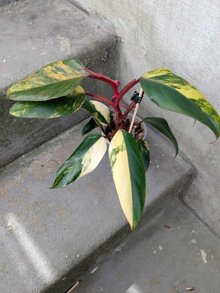 Philodendron Strawberry Shake - A