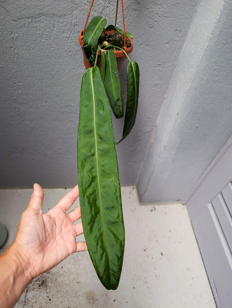 Anthurium pallidiflorum - C
