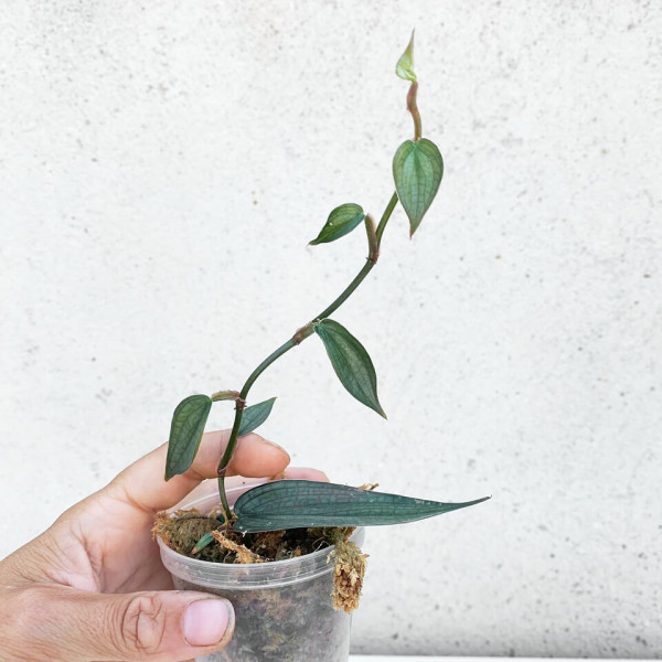Philodendron Burle Marx Fantasy – small