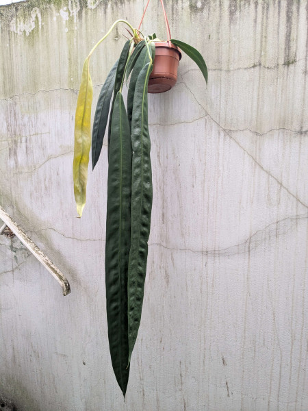 Anthurium wendlingeri XXL - D