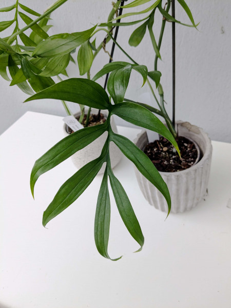 Monstera subpinnata