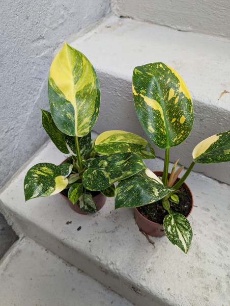 Philodendron Green Congo variegata - medium