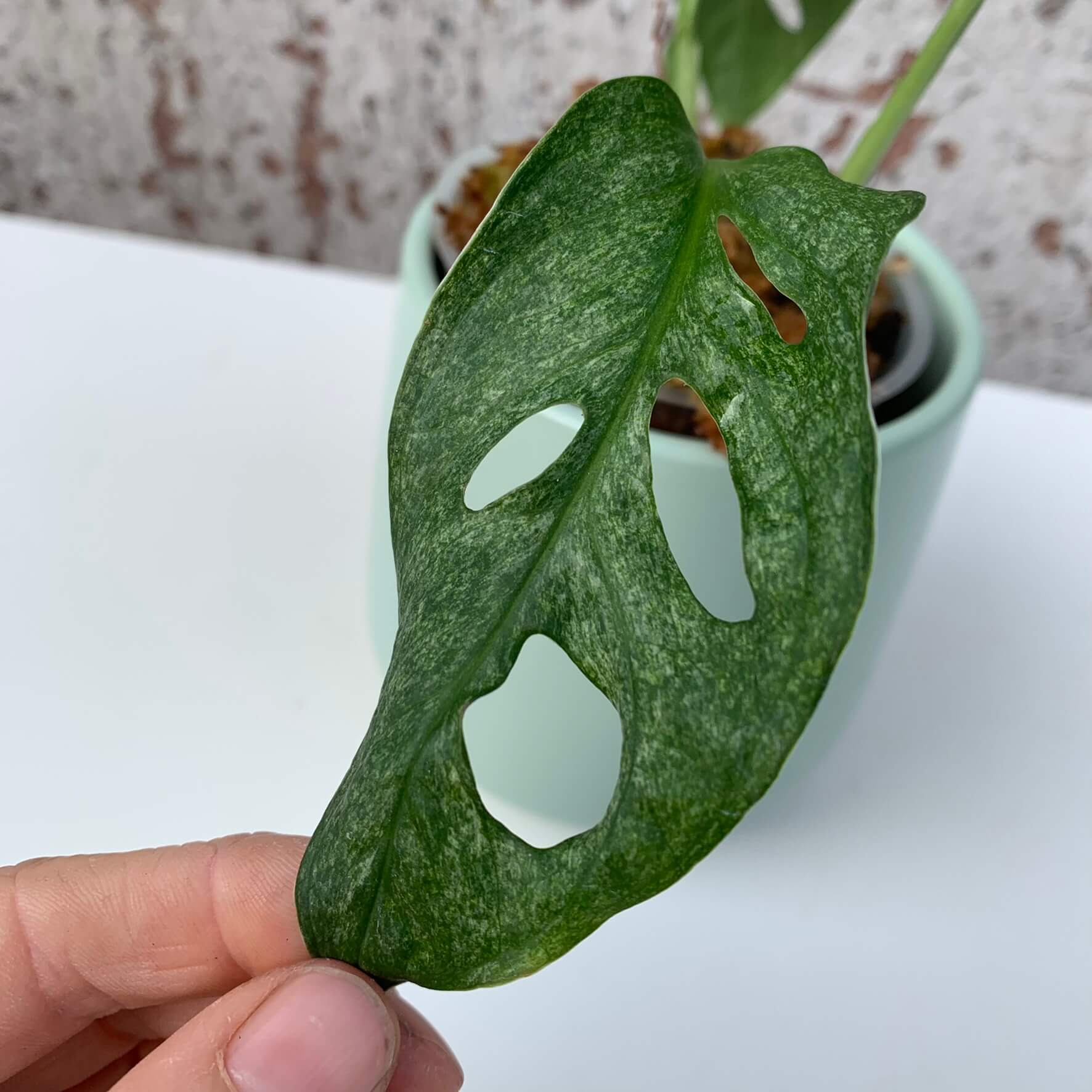 Monstera adansonii mint (EU) variegata - A1 | Variegated Plants | Plants |  We Love Aroids