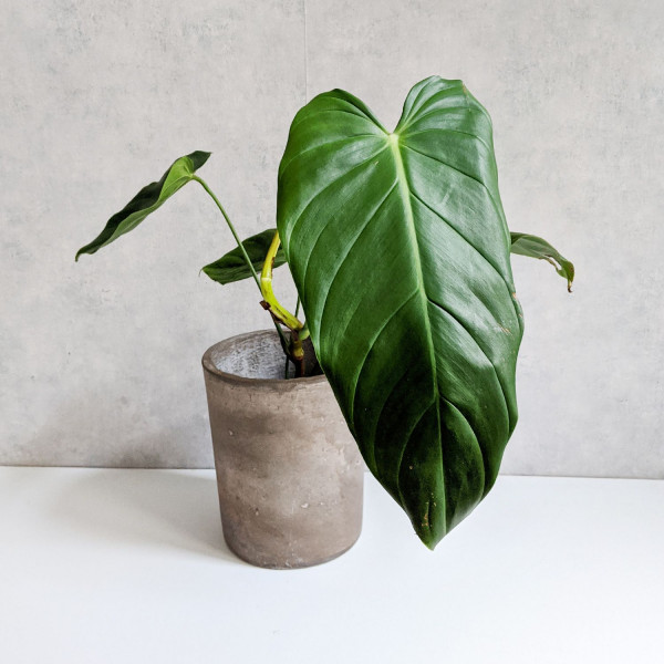 Philodendron Esmeraldense large A