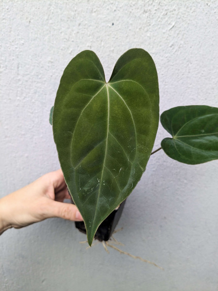 Anthurium regale aff x RVDP - selected Seedling C