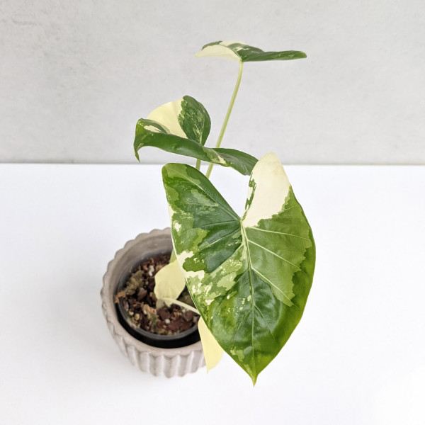 Alocasia macrorrizha variegata – small