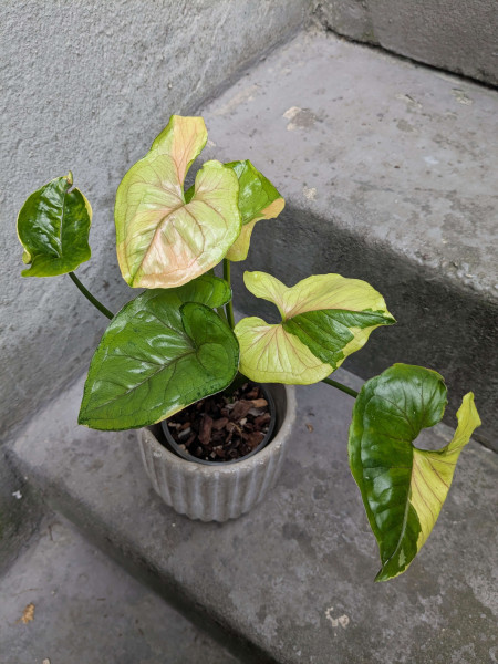 Syngonium Mango Allusion / Orm Thong variegata - A