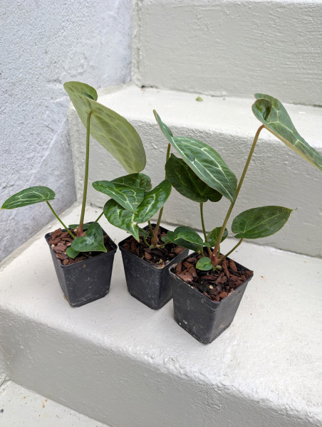 Anthurium Michelle x forgetii