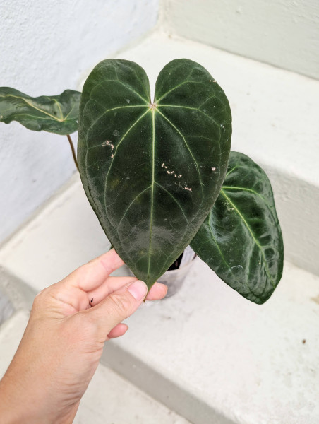 Anthurium Black Sweet self x Red Spider - A