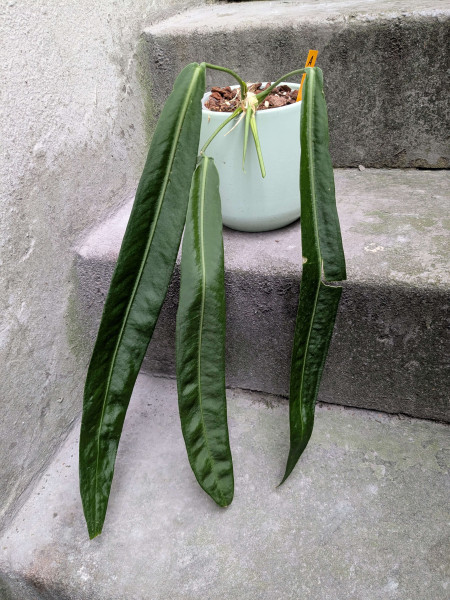 Anthurium pallidiflorum - A