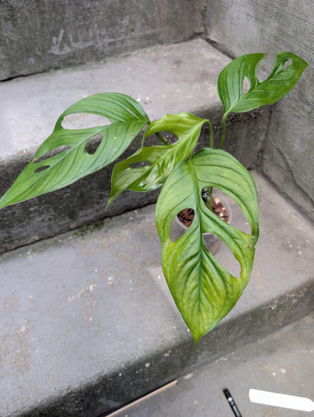 Monstera sp nueva loja - A