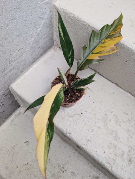 Philodendron Caramel Marble - F