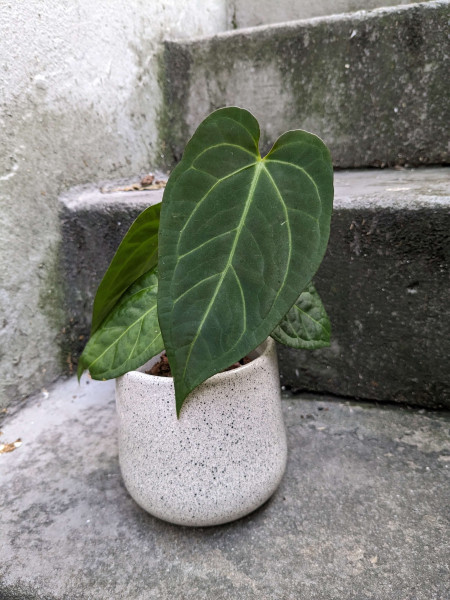 Anthurium Silver Blush x papillilaminum dark - A