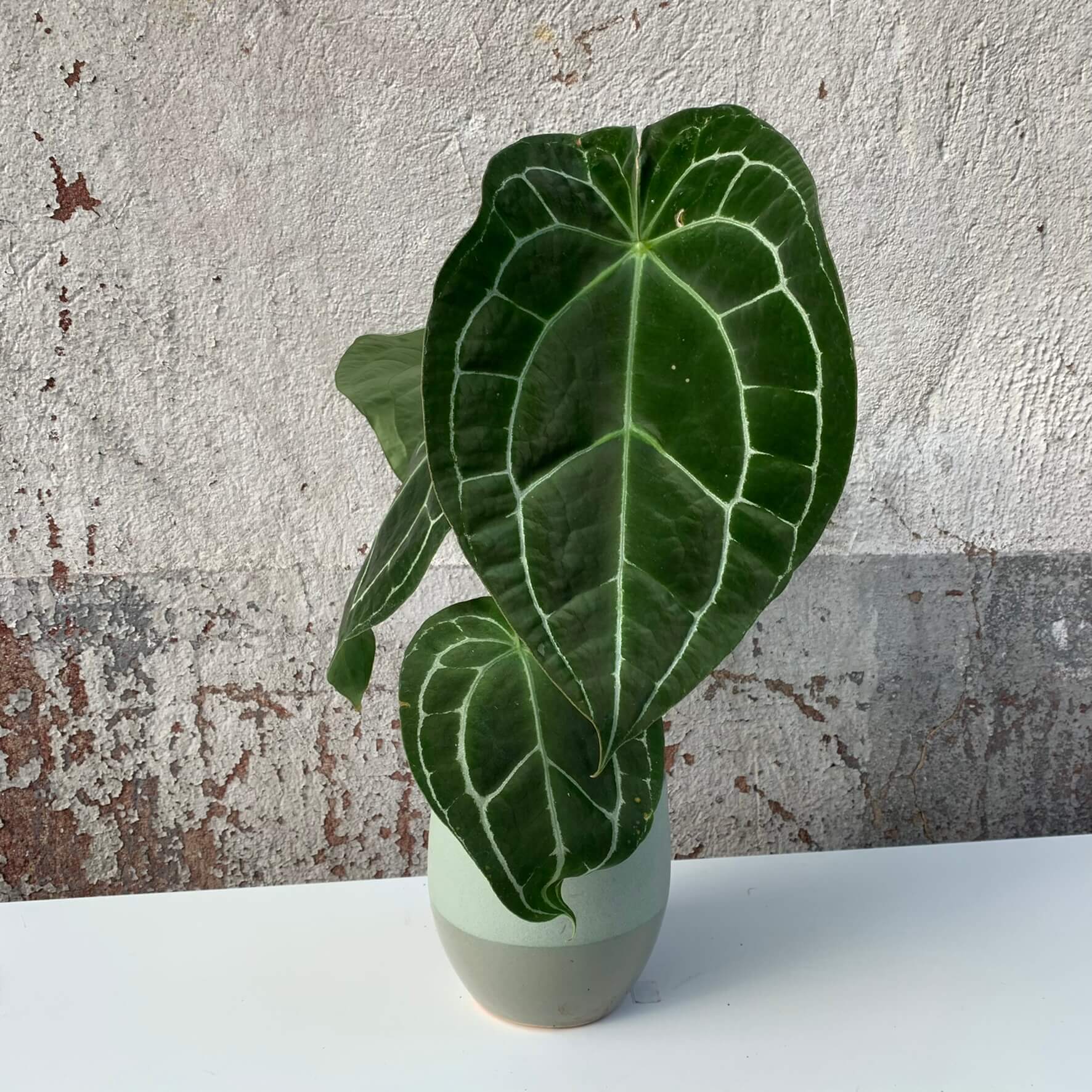 Anthurium crystallinum | Anthurium | Plants | We Love Aroids