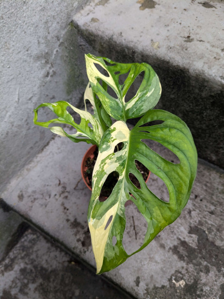 Monstera adansonii variegata - E