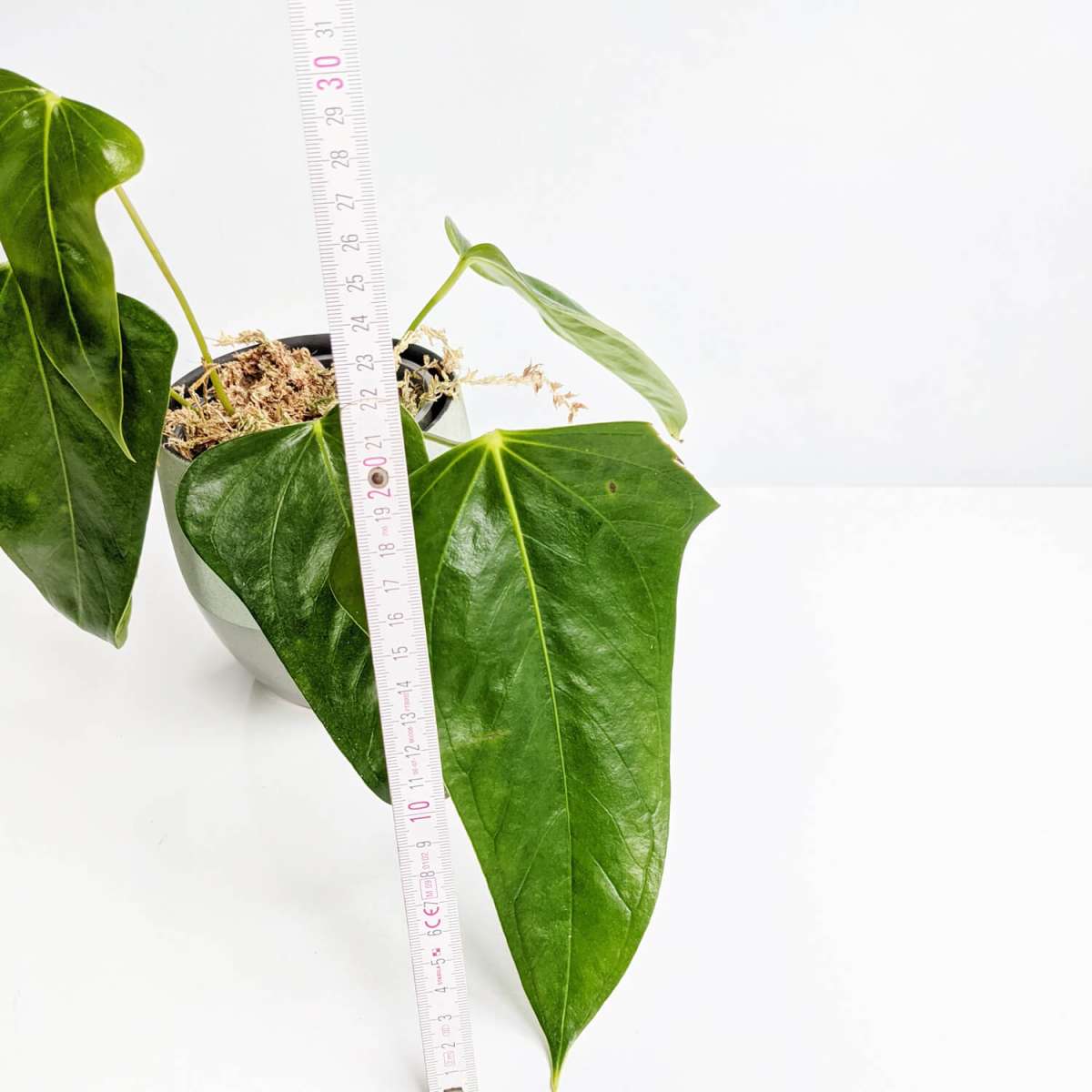 その他観葉植物 Anthurium subsignatum 中国アンスリウム Subsignatum 価格 - バルクアンスリウム