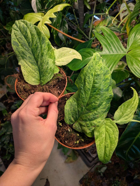 Rhaphidophora korthalsii marble aurea