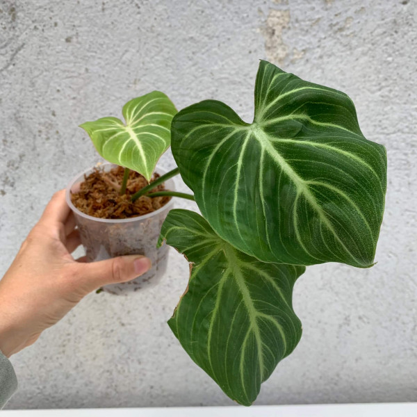 Philodendron gloriosum white veins - small