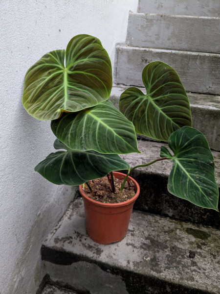 Philodendron el choco red XL - B