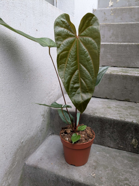 Anthurium magnificum x nigrolaminum gigi XL - A