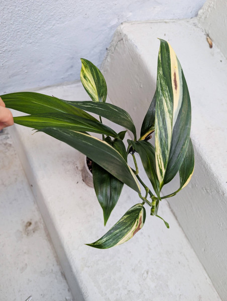Epipremnum amplissimum aurea variegata - C