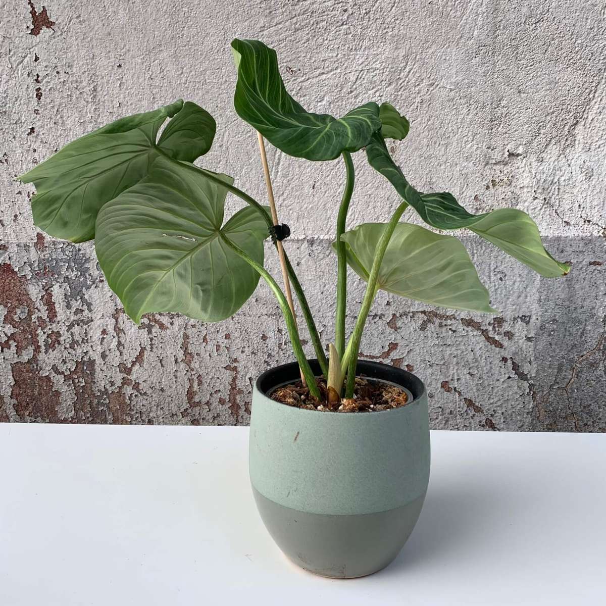 Philodendron gloriosum „white veins“ - C | Philodendron | Plants | We ...