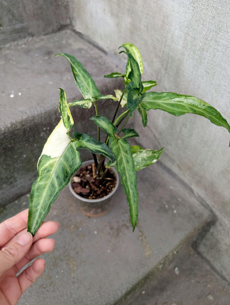 Syngonium Little Star variegata - A