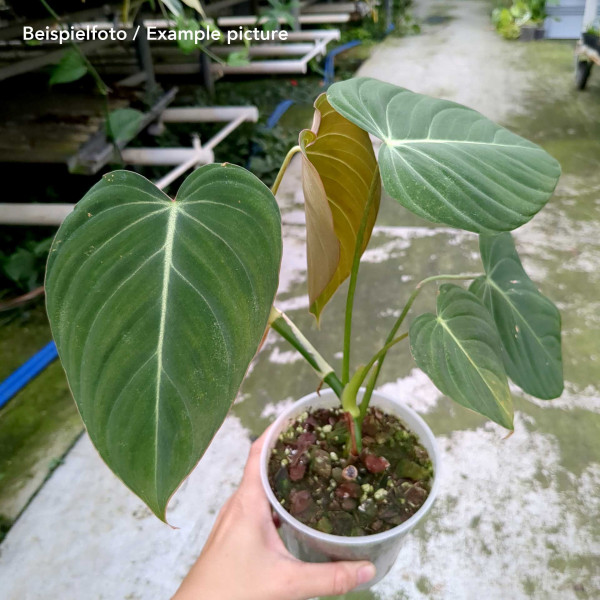 Philodendron Glorious (melanochrysum x gloriosum) - small