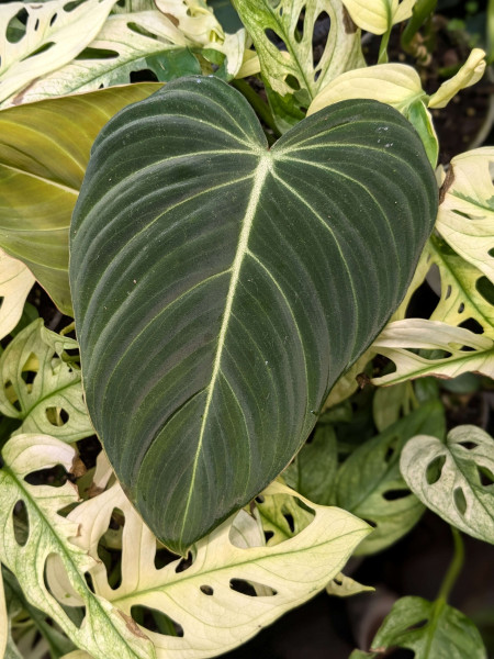 Philodendron Glorious (melanochrysum x gloriosum) - Stem cutting